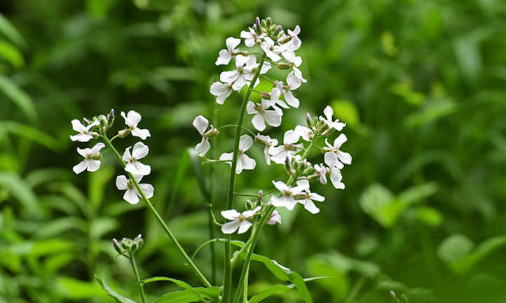 tallos de flores blancas