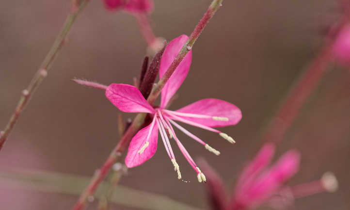 Flores de gaura rosa