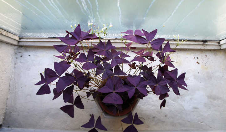 planta de amor púrpura
