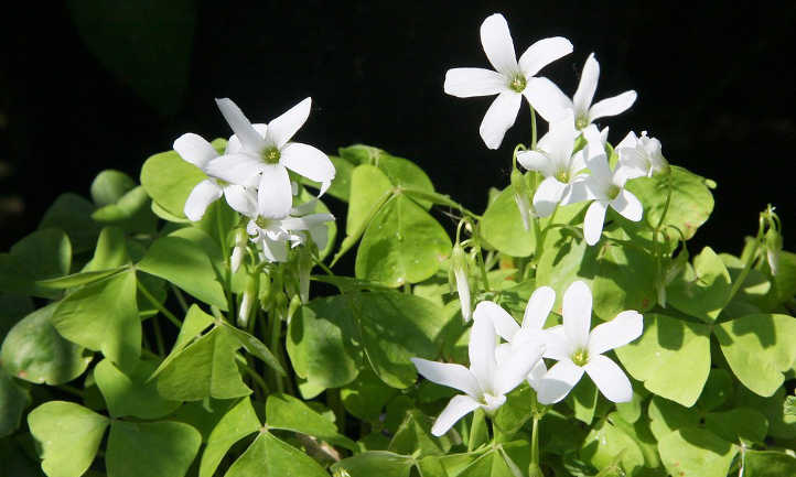 Flores blancas de oxalis