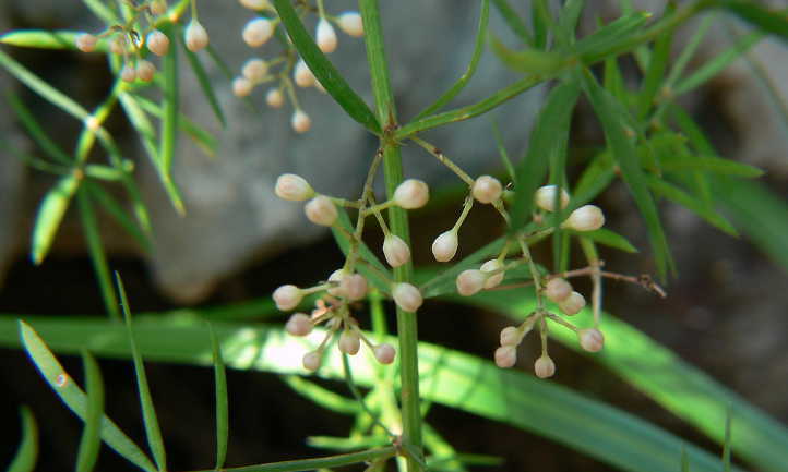 Primer plano de capullos de flores de helecho foxtail