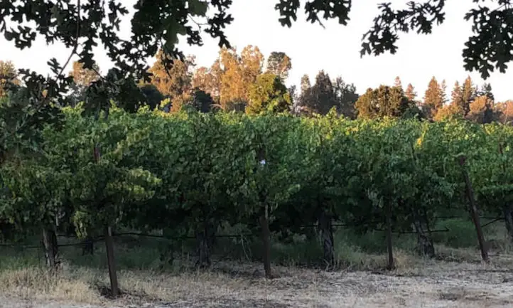 Vides viejas en el viñedo cerca de Lodi, CA