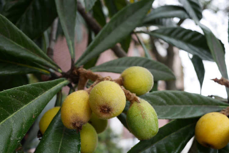 Maduración de frutos de níspero en el árbol