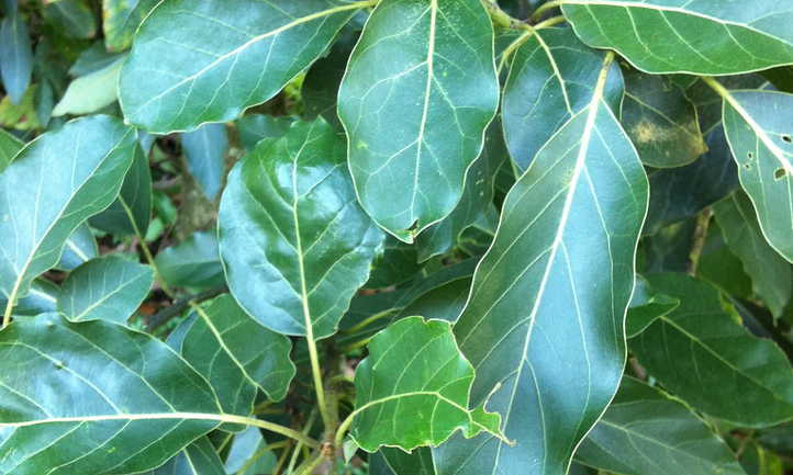 Cerca de hojas de aguacate