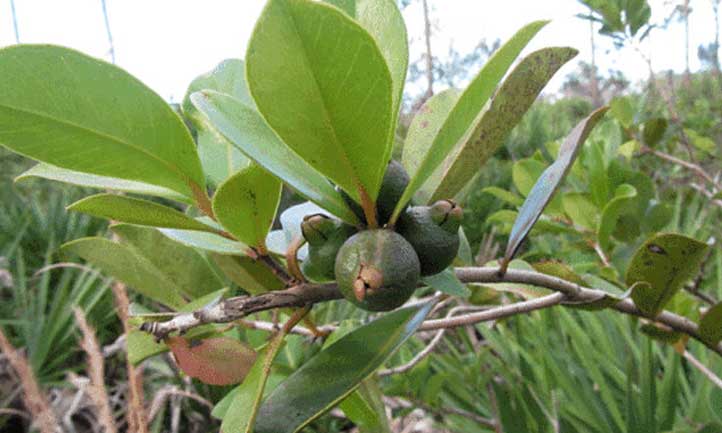 Un Psidium cattleianum que produce frutos verdes.