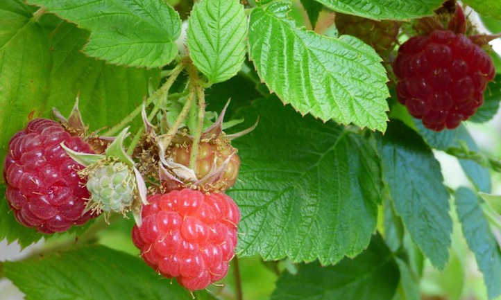 Raspberries ripening