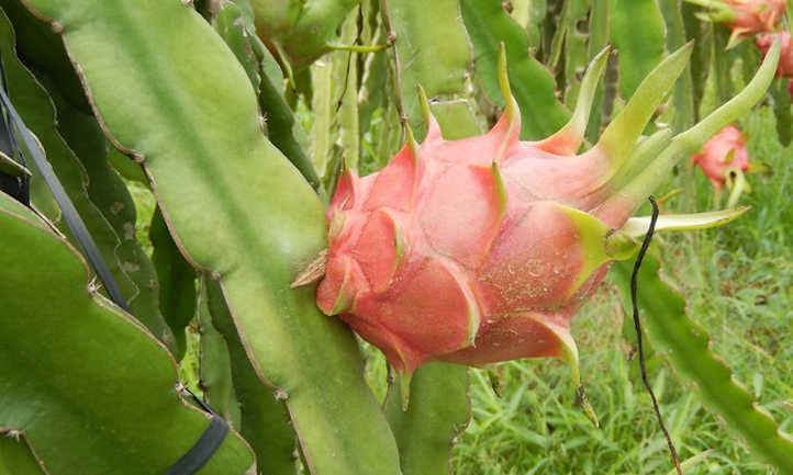 Dragon fruit on plant