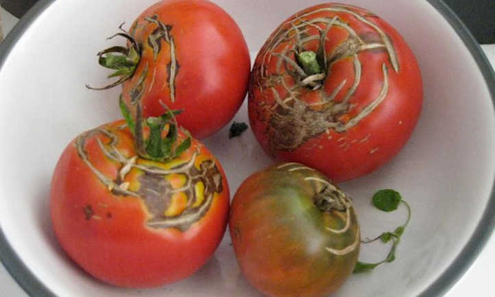 Grietas concéntricas en tomates heirloom