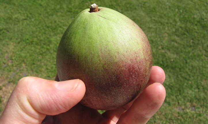 Fruta de manzana estrella cosechada