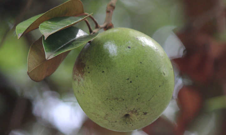 Closeup of star apple fruit and leaves