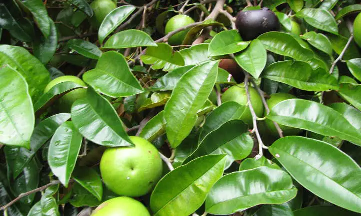 Fruta madura e inmadura de Chrysophyllum cainito