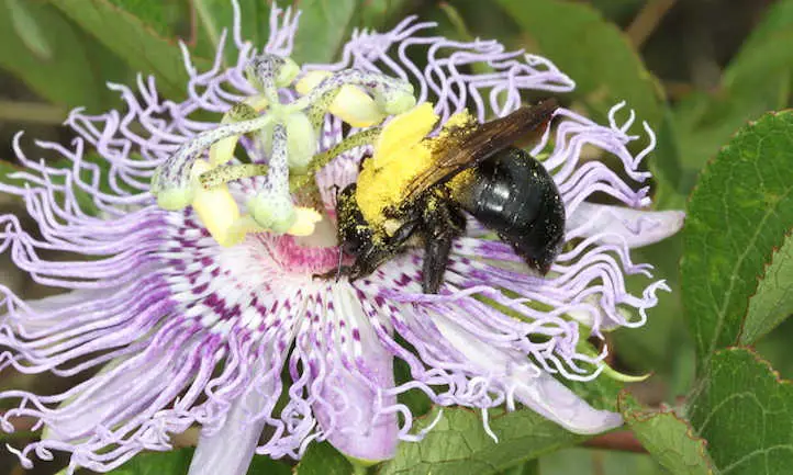 Bee on passion flower