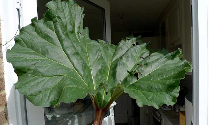 Large rhubarb leaf