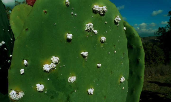 Cochinilla en cactus