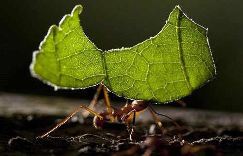 Hormiga cortadora de hojas