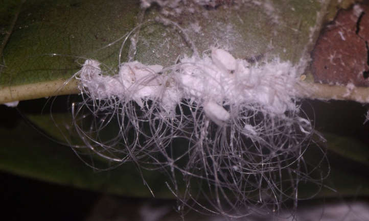 Etapas del ciclo de vida del piojo harinoso con filamentos de cera