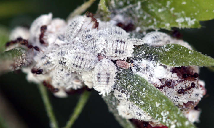 Pink hibiscus mealybugs and crawlers