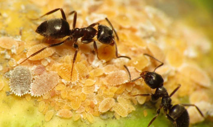 Hormigas cuidando cochinillas de los cítricos