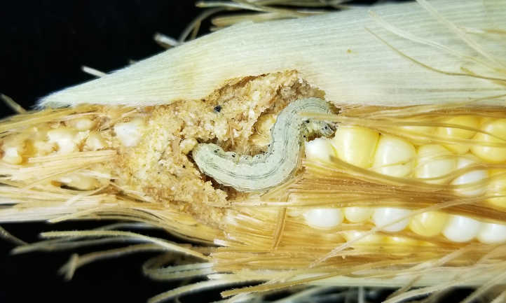 Tomato Cutworm or Corn Earworm