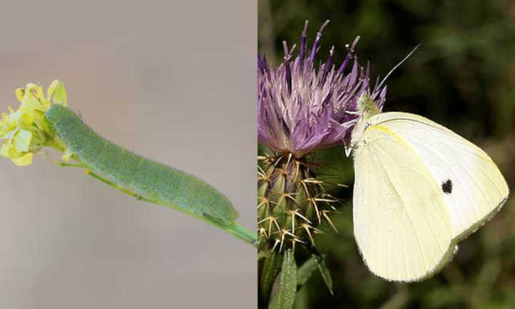 Pieris rapae cabbage worm and adult moth