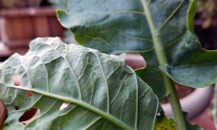 Cabbage worm eggs on the underside of leaves.