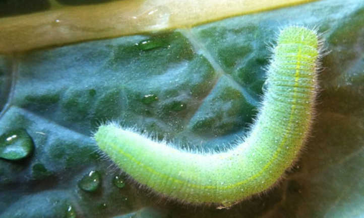 Extreme closeup of cabbage worm on kale