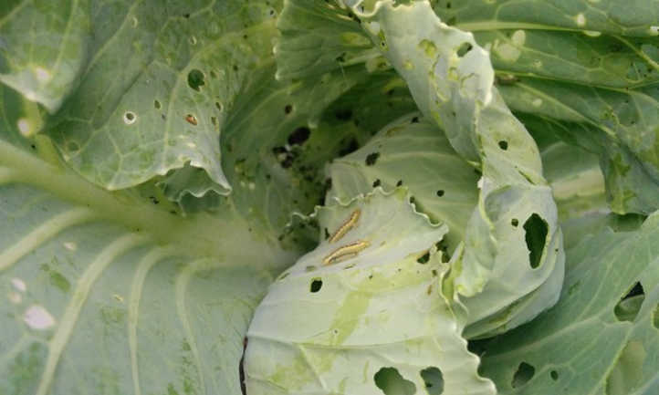 Damage by cabbage worms
