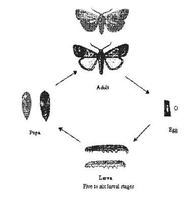 Army Worm Life Cycle (African)