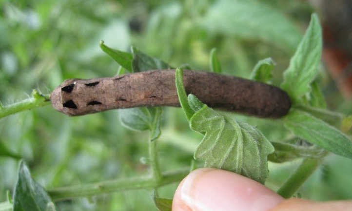 Spodoptera eridania, Southern army worm