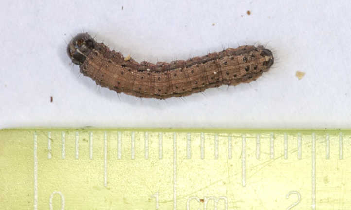 Spodoptera frugiperda, gusano cogollero