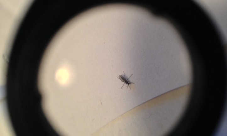 Gnat under magnifying glass