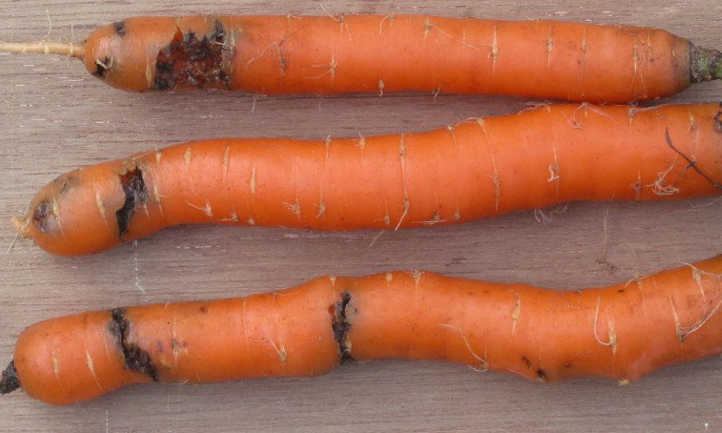 Daño de la mosca de la zanahoria