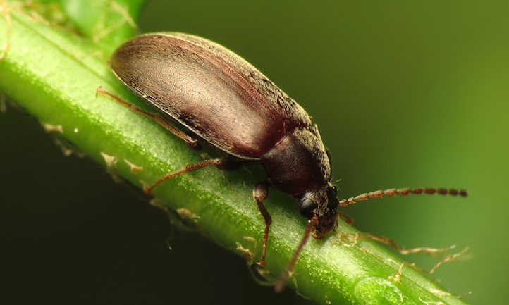 Isomira spp.  escarabajo oscuro