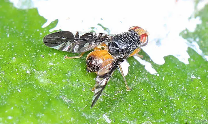 Xantaciura spp.  mosca de la fruta