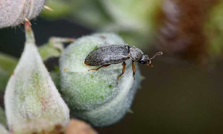 Escarabajo de frambuesa en capullo
