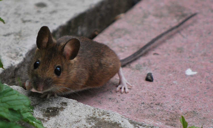 Ratón en jardín