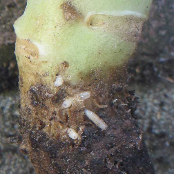 Delia radicum gusanos en tallo de coliflor