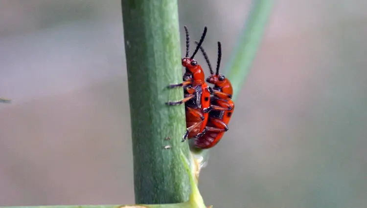 Control del escarabajo del espárrago