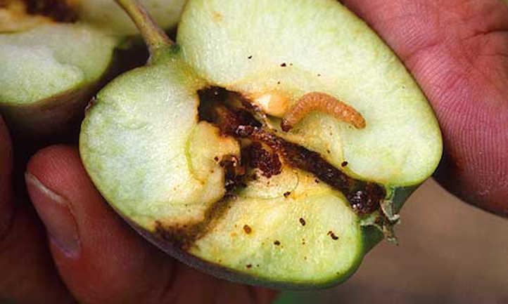 Larvas de polilla de la manzana