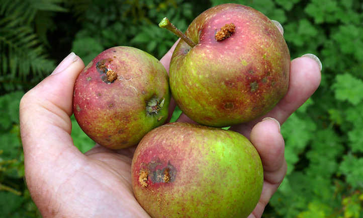 Daños por larvas de polilla de la manzana