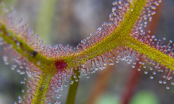 Tentáculos de plantas de rocío de sol