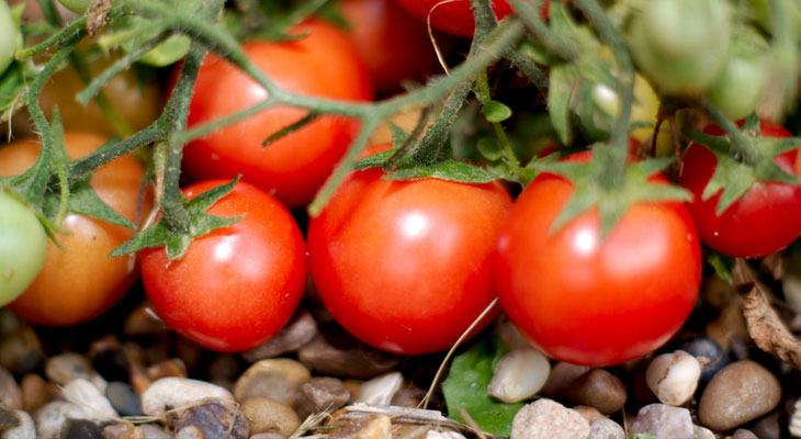 Conservar Tomates