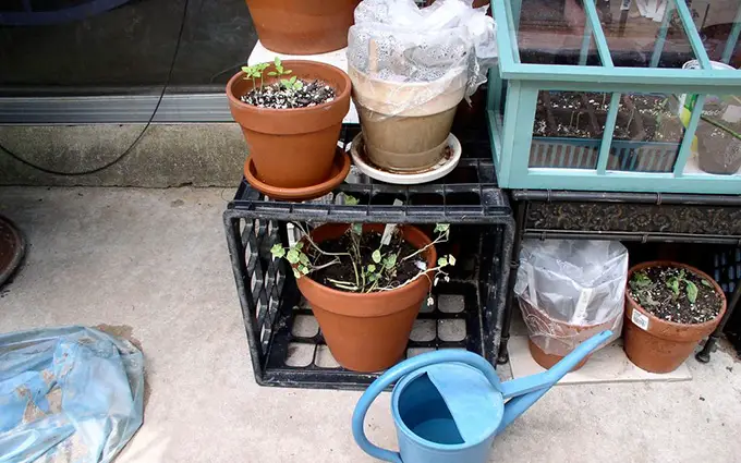 Use bolsas de plástico para crear mini invernaderos