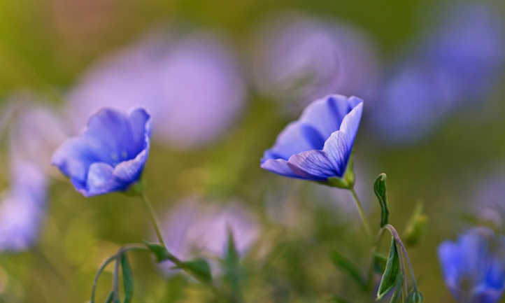 flores de lino