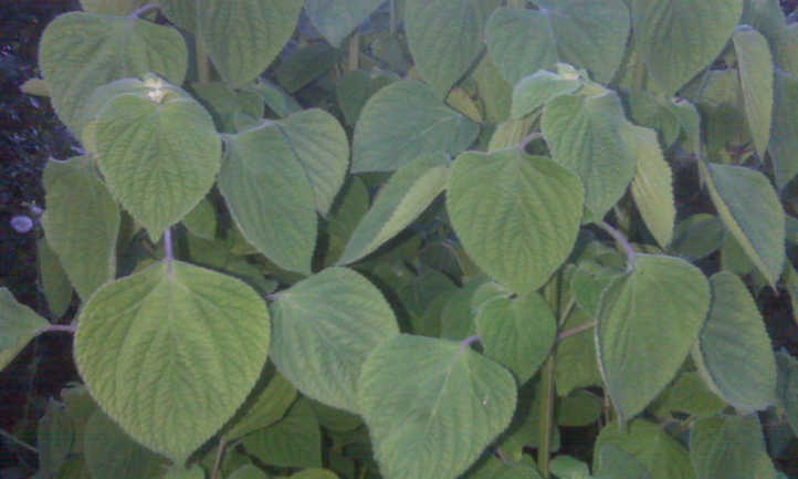 hojas de chía