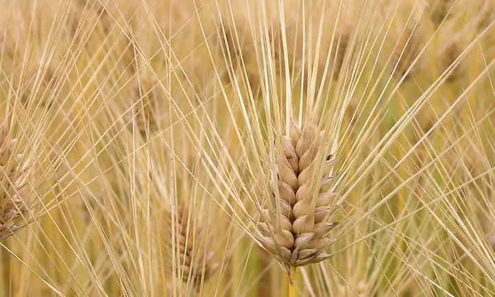 cabeza de trigo