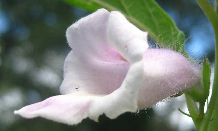 flor de sésamo