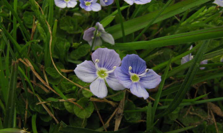 Flores verónicas rastreras en la hierba