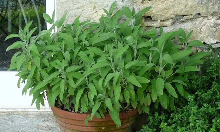 Salvia cultivada en contenedor