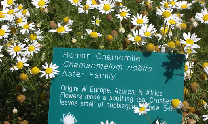 Manzanilla romana en jardín botánico